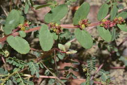 Image of Euphorbia leucantha (Klotzsch & Garcke) Boiss.