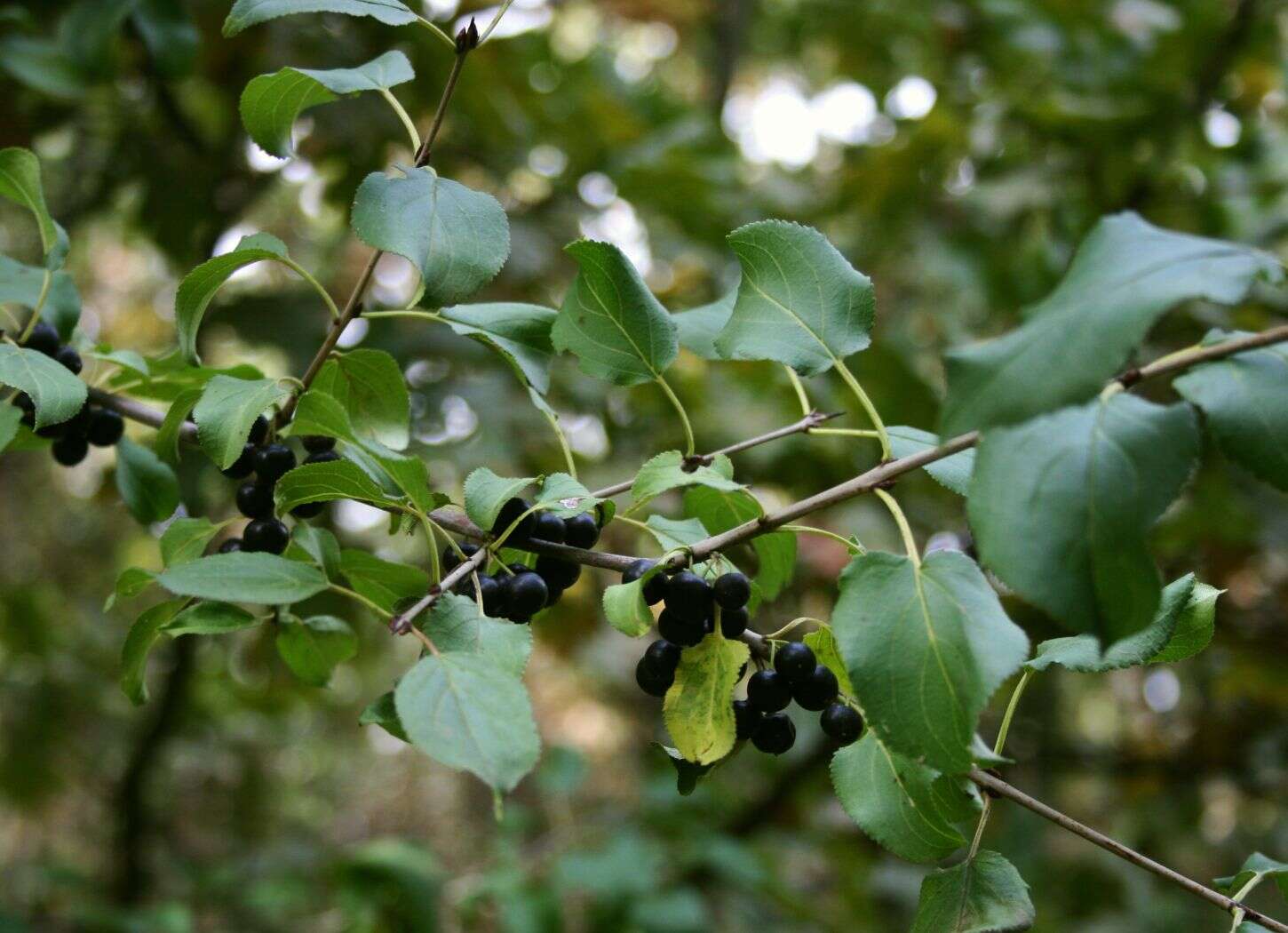 Image of common buckthorn