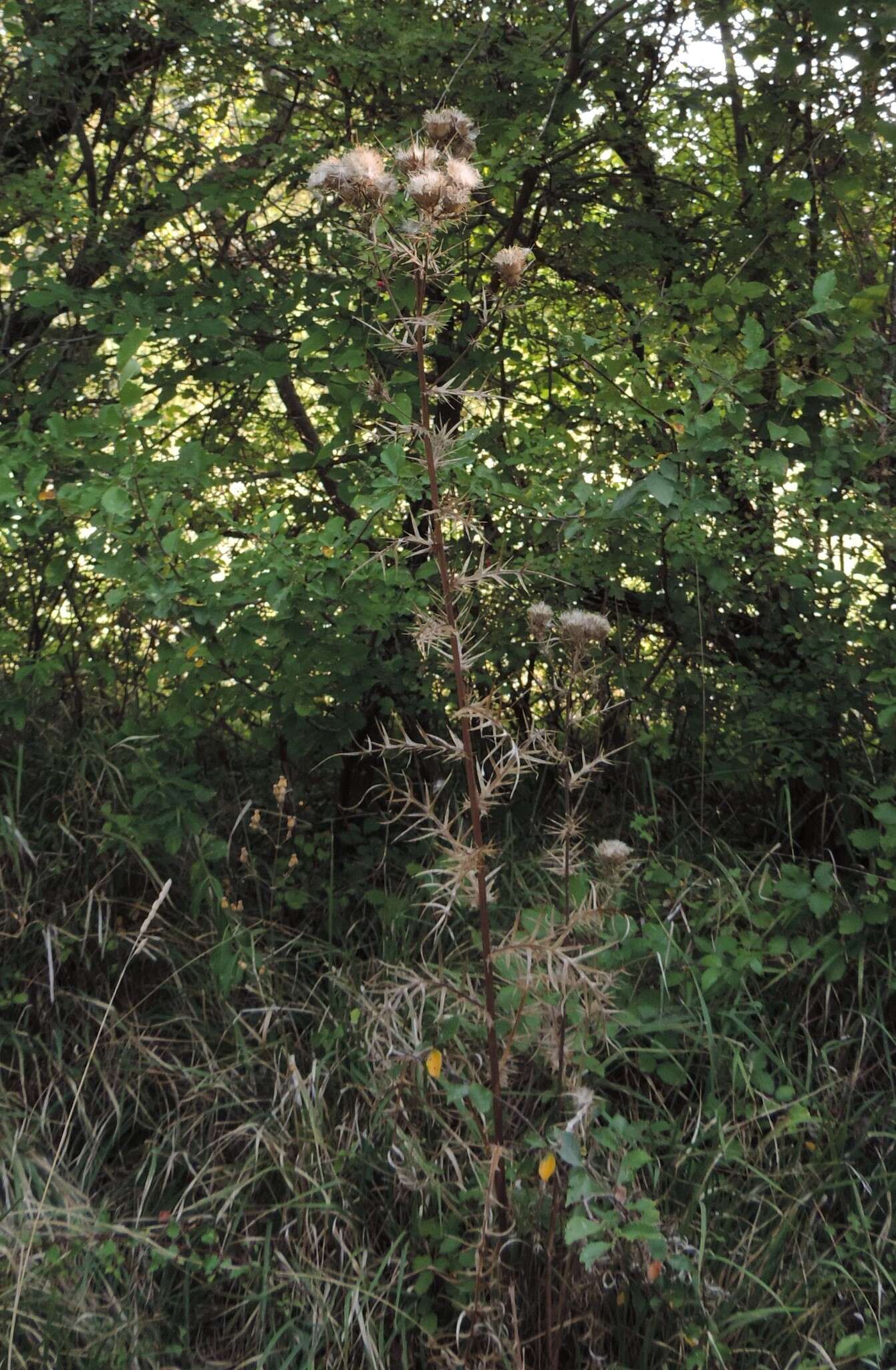 Plancia ëd Cirsium tenoreanum Petr.