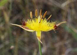 Image of San Luis mariposa lily