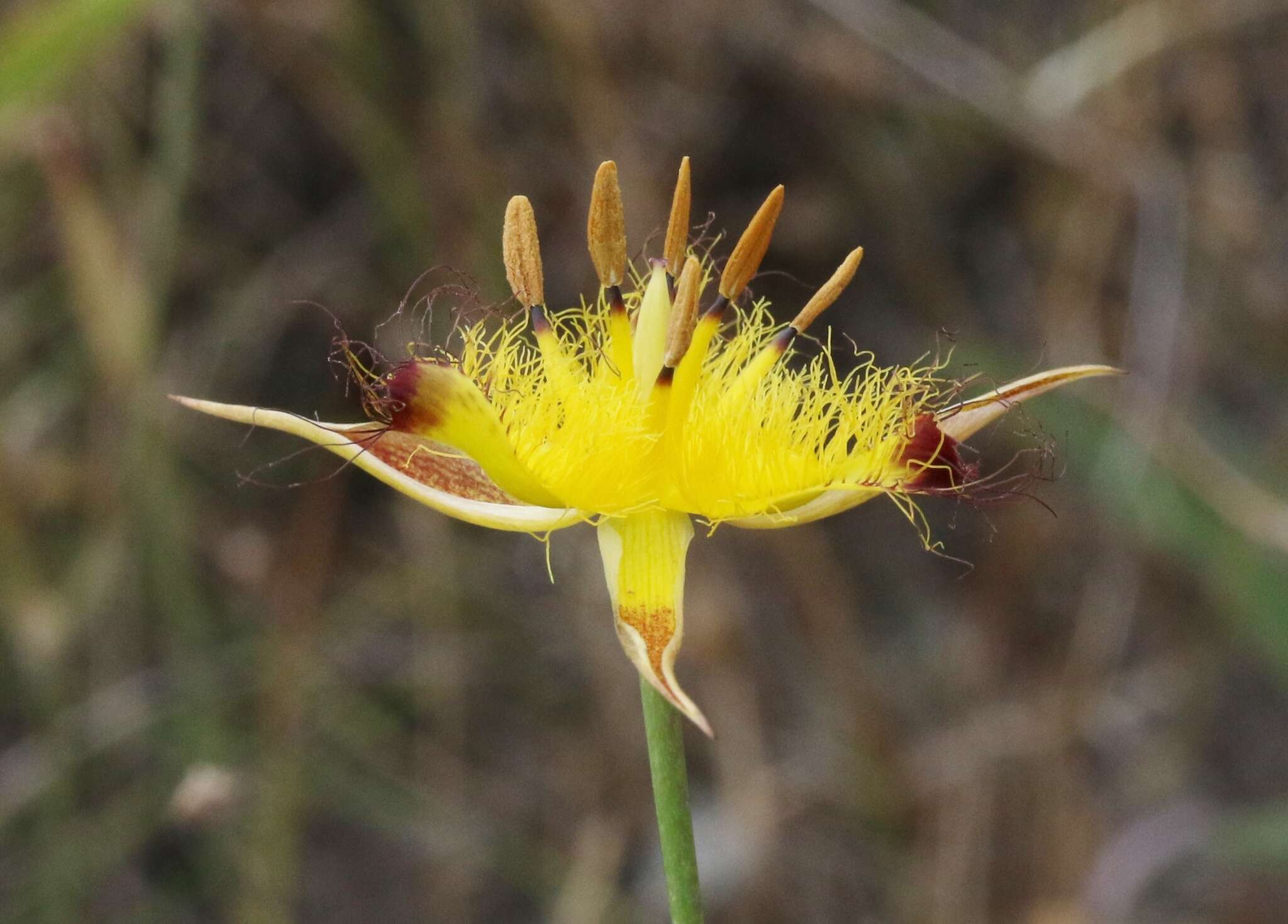 Image of San Luis mariposa lily