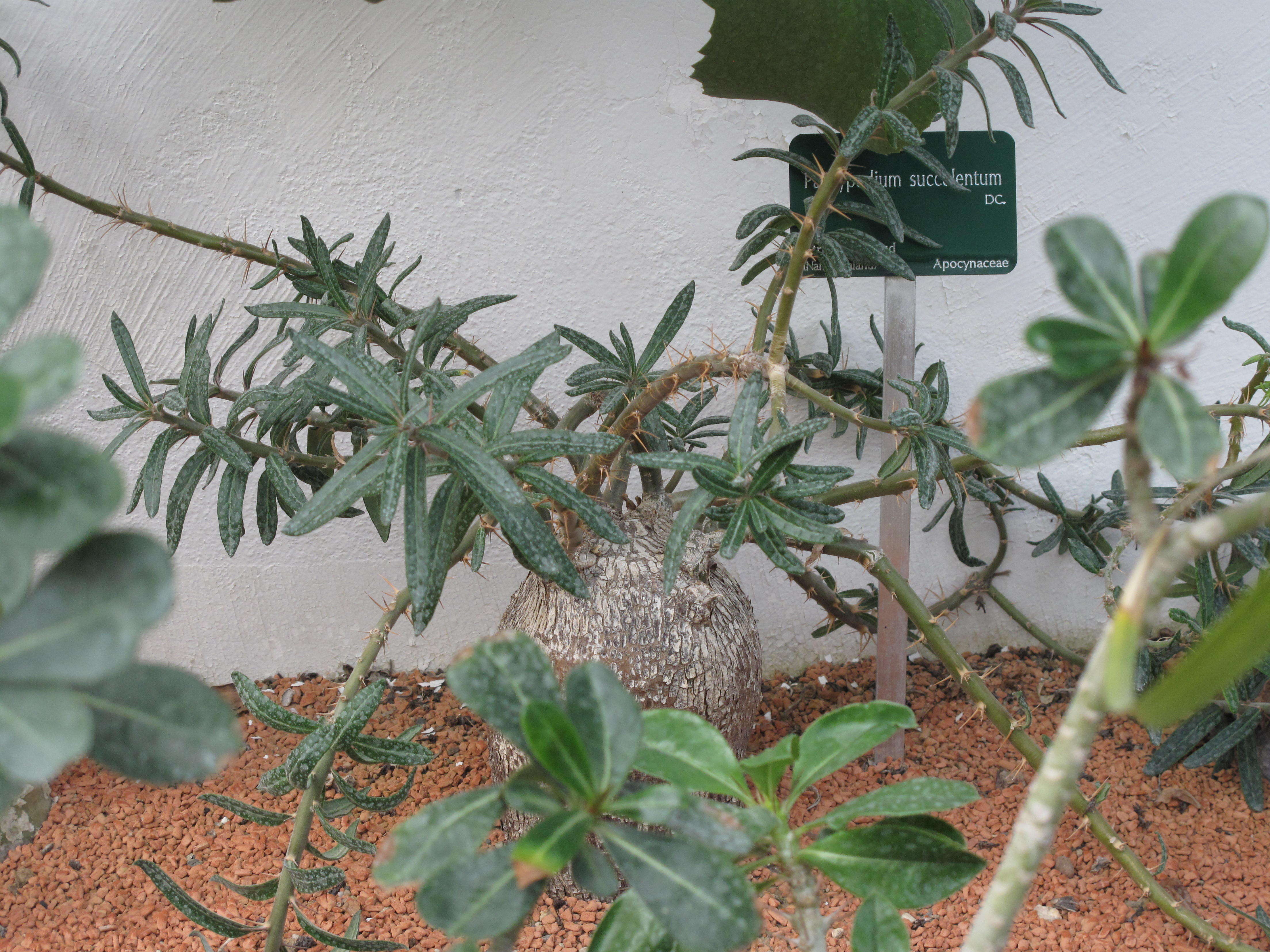 Image of Pachypodium succulentum (L. fil.) Sweet