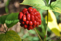 Panax quinquefolius L. resmi