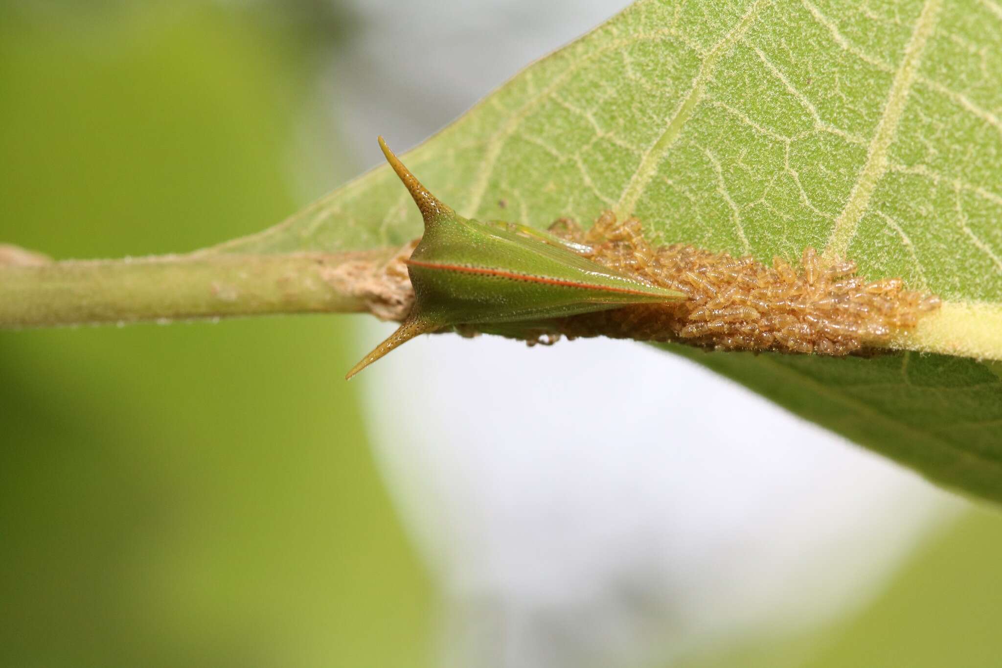 Image of Alchisme grossa Fairmaire