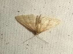 صورة Idaea fractilineata Zeller 1847