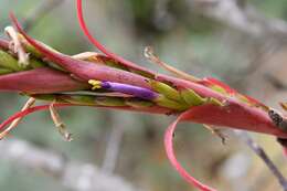 Imagem de Tillandsia belloensis W. Weber