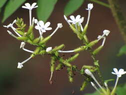 Image of wild leadwort