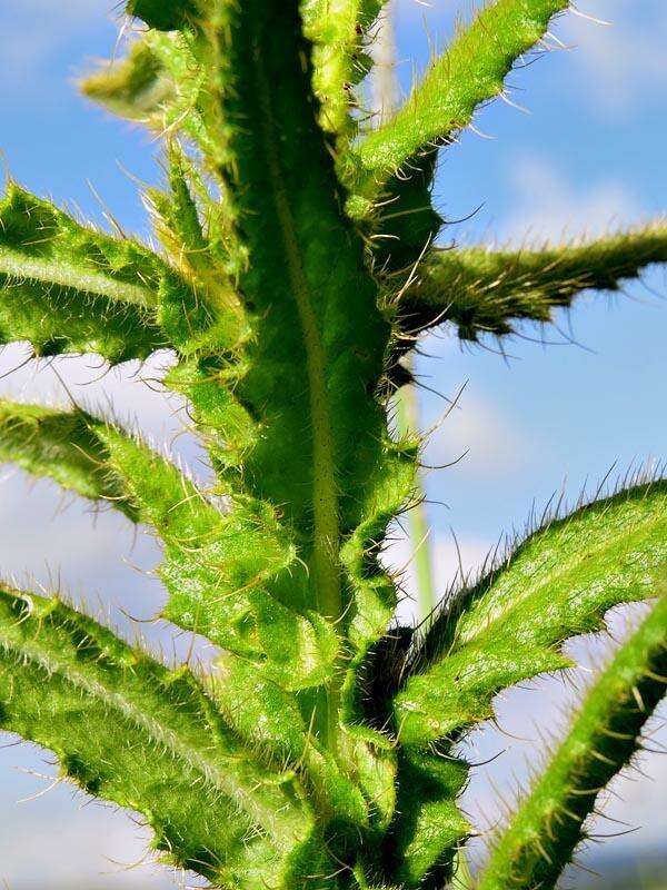 Image of Berkheya echinacea subsp. echinacea