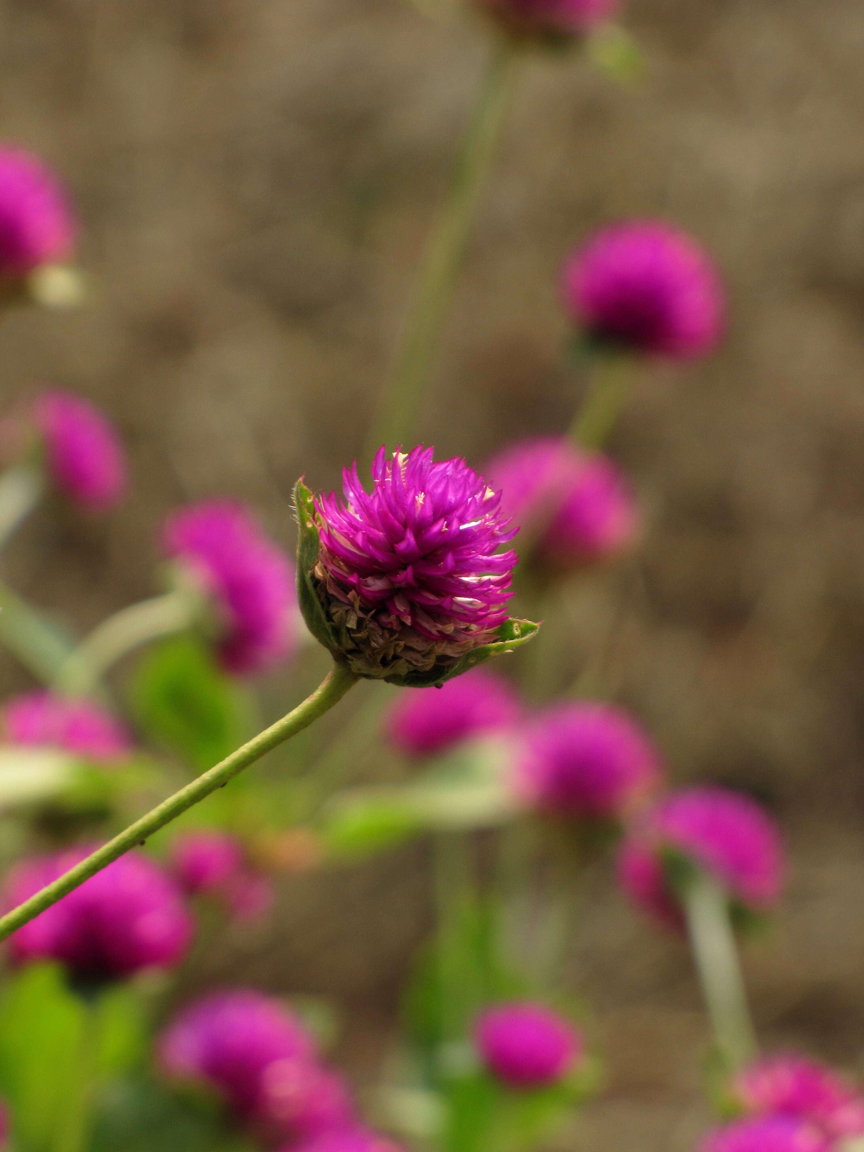 Image of Globe Amaranth