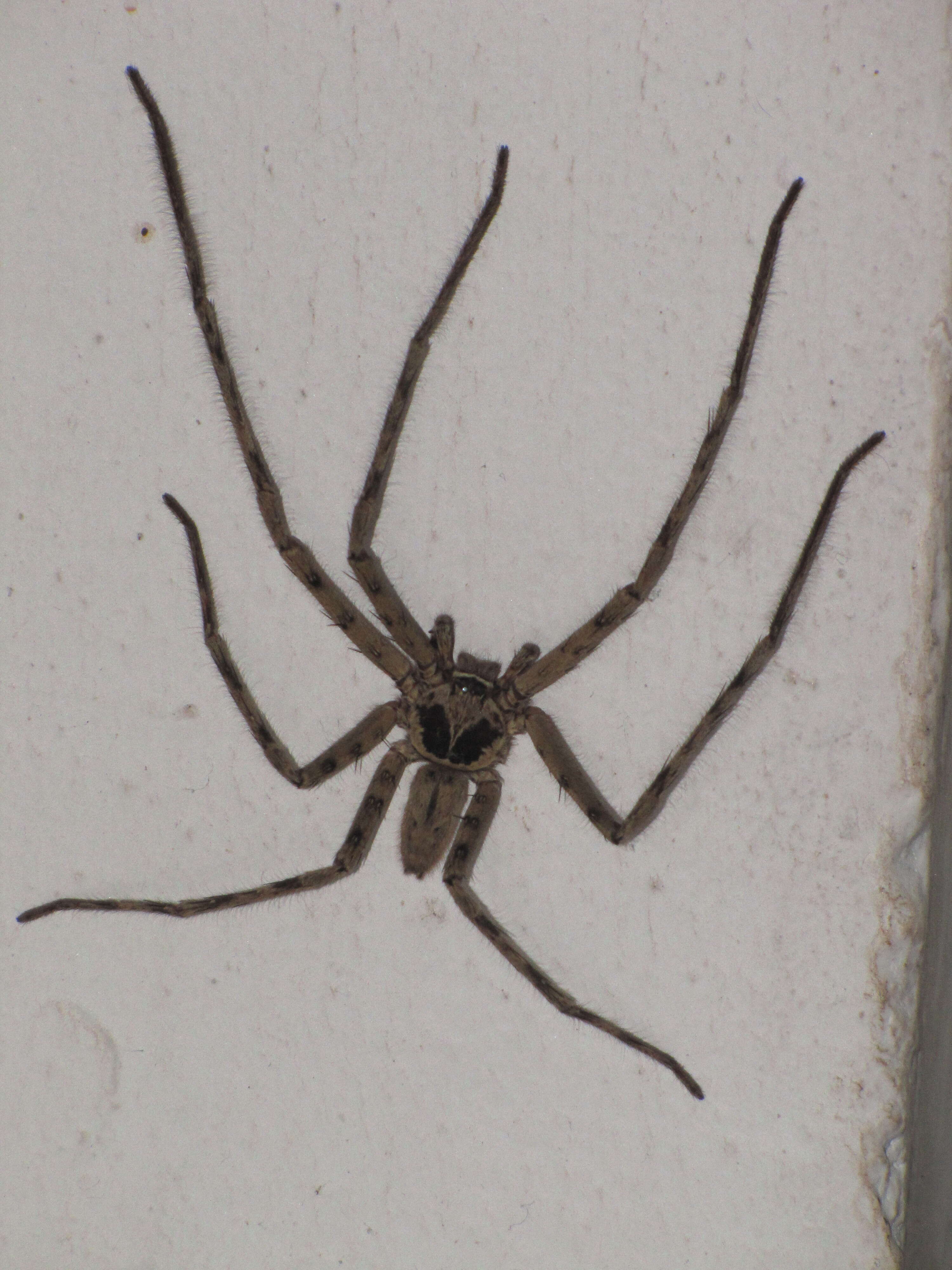 Image of Huntsman spider