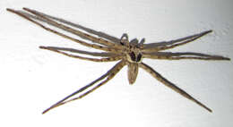 Image of Huntsman spider