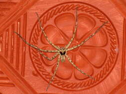 Image of Huntsman spider