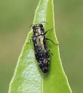 Agrilus occipitalis (Eschscholtz 1822)的圖片