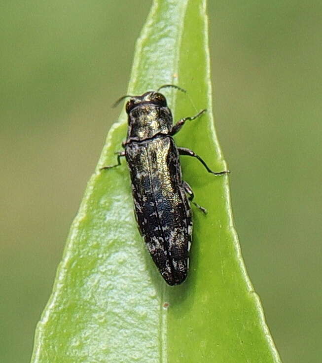 Agrilus occipitalis (Eschscholtz 1822)的圖片