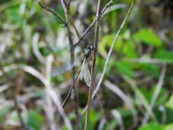 Image of Eastern Willow Spreadwing