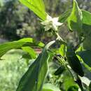 Imagem de <i>Capsicum <i>annuum</i></i> var. annuum