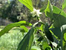 Image of <i>Capsicum <i>annuum</i></i> var. annuum