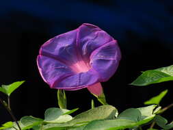 Image of Blue morning glory