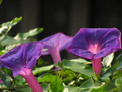 Image of Blue morning glory