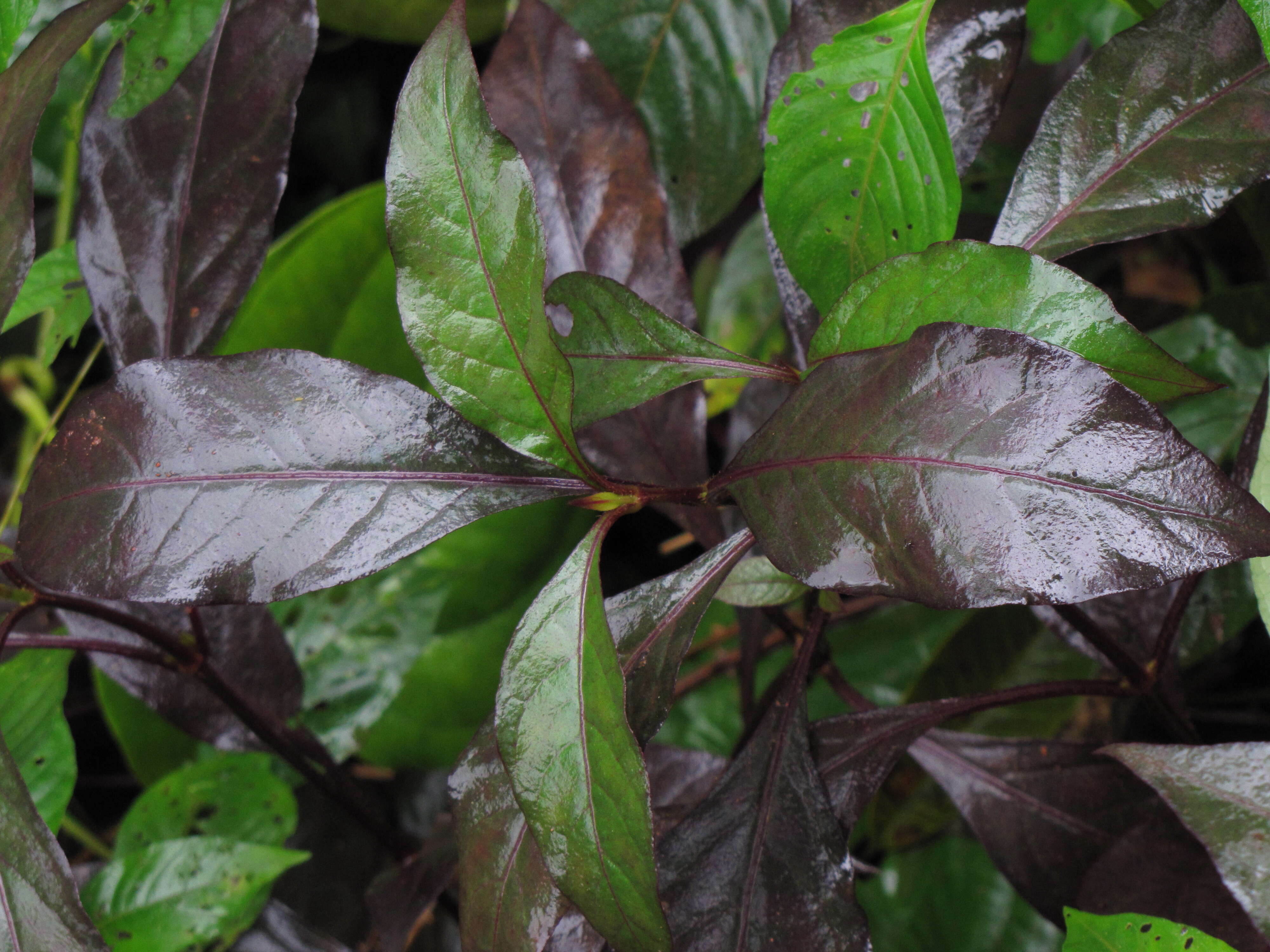 Image de Pseuderanthemum maculatum (Lodd.) I. M. Turner