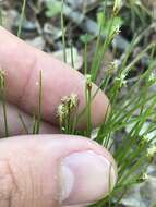 Image of bashful bulrush