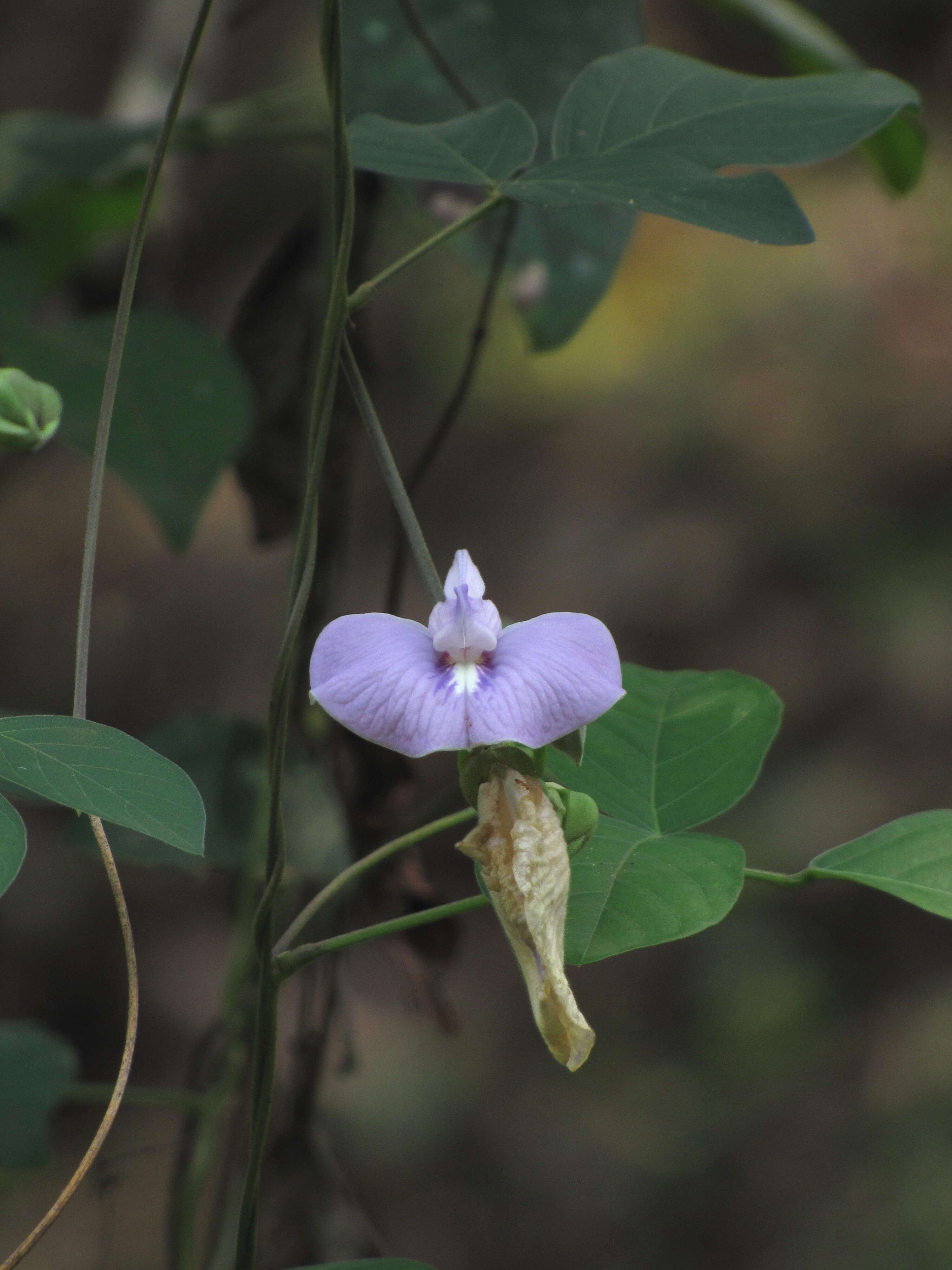 Image of flor de conchitas