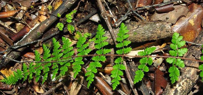 Image of Cheilanthes hirta var. hirta