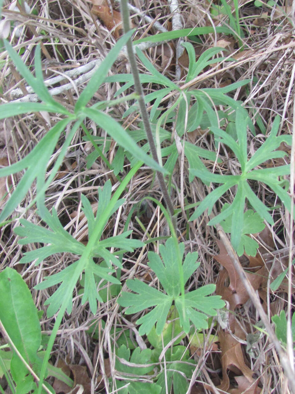 Delphinium carolinianum subsp. vimineum (D. Don) M. J. Warnock的圖片