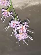 Image of grassleaf gayfeather