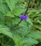 Image of Stachytarpheta indica (L.) Vahl