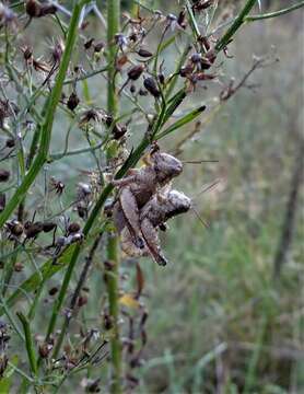 Melanoplus scudderi (Uhler 1864)的圖片