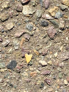 Image of Garden Webworm Moth