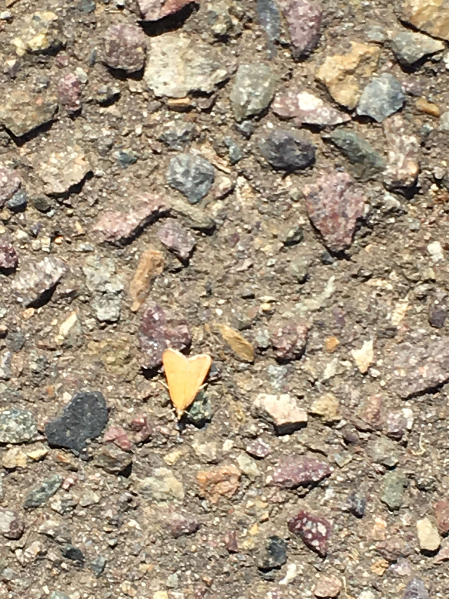 Image of Garden Webworm Moth