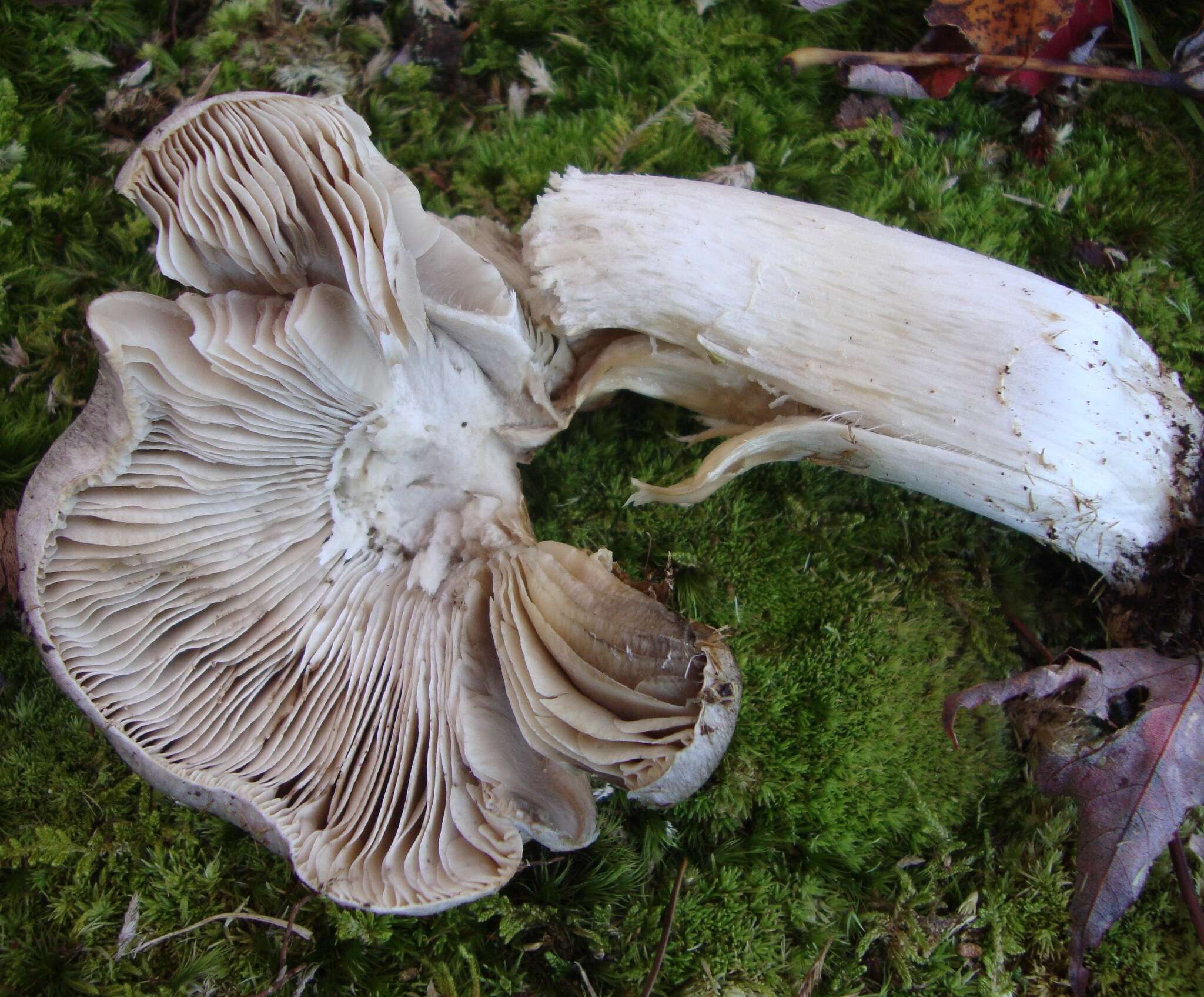 Image of Tricholoma pullum Ovrebo 1989