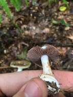 Image of light violet cortinarius