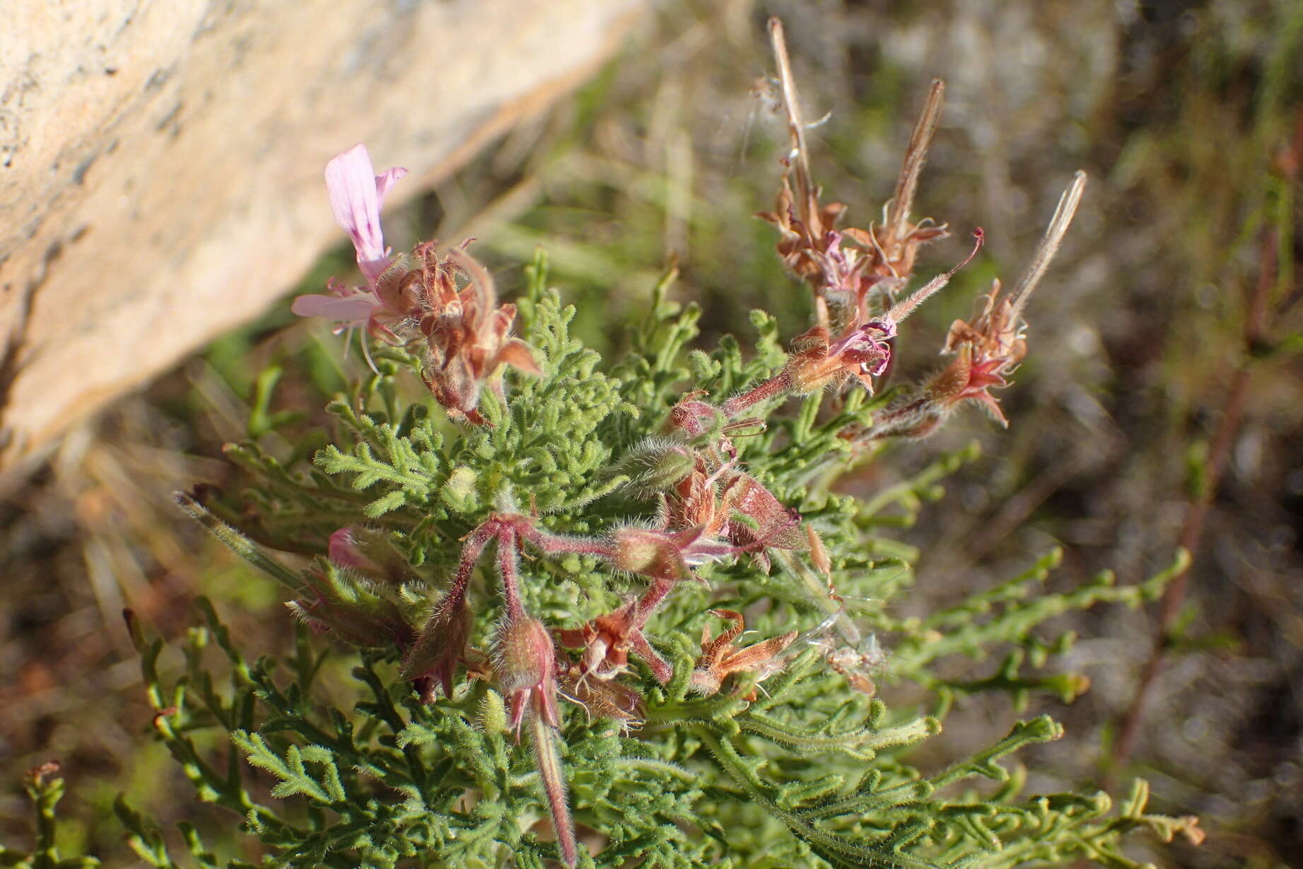 Image of rasp-leaf pelargonium