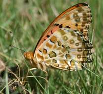 Image of Argynnis hyperbius