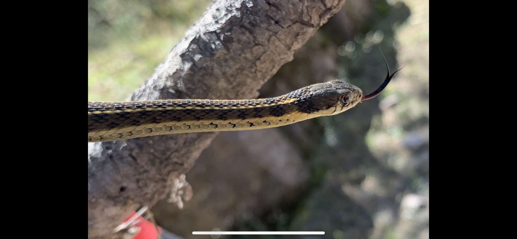 Image of Thamnophis errans H. M. Smith 1942