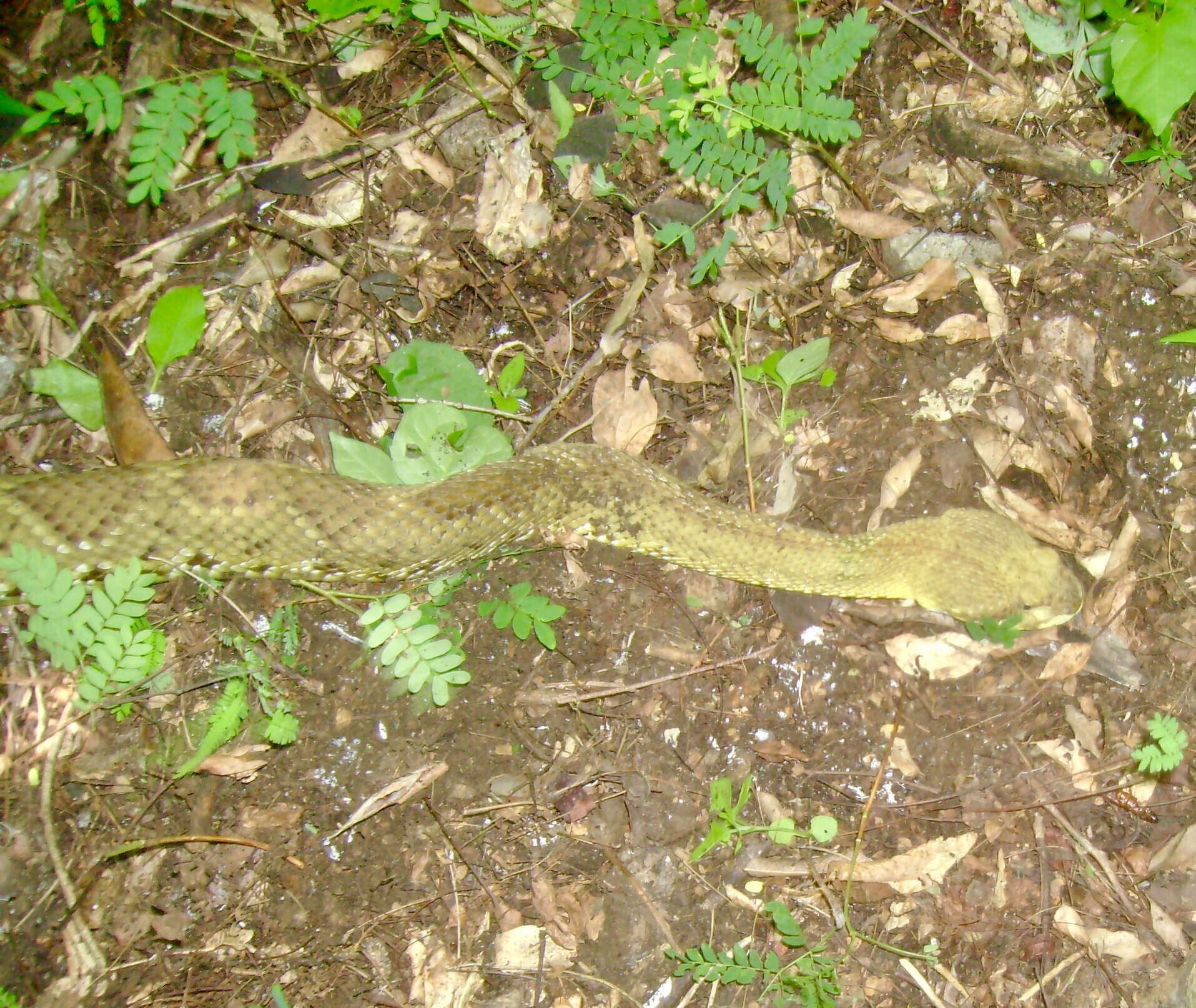 Image of Basilisk Rattlesnake