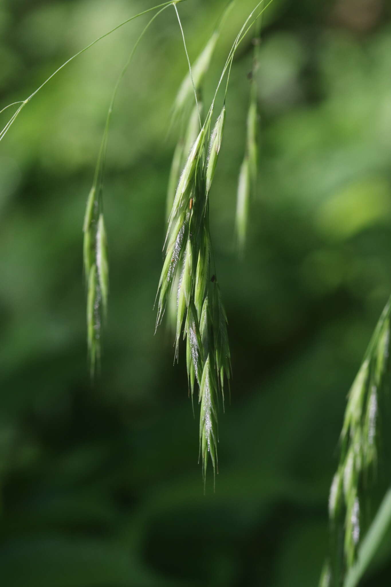 Imagem de Bromus ciliatus L.