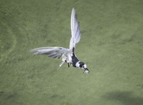 Image of Black Tern