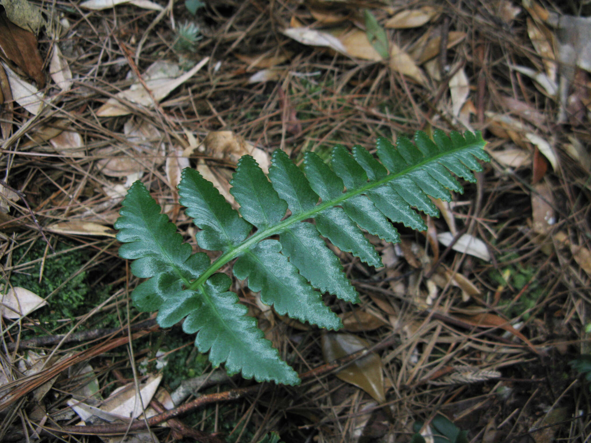 Image de Davallia repens (L. fil.) Kuhn