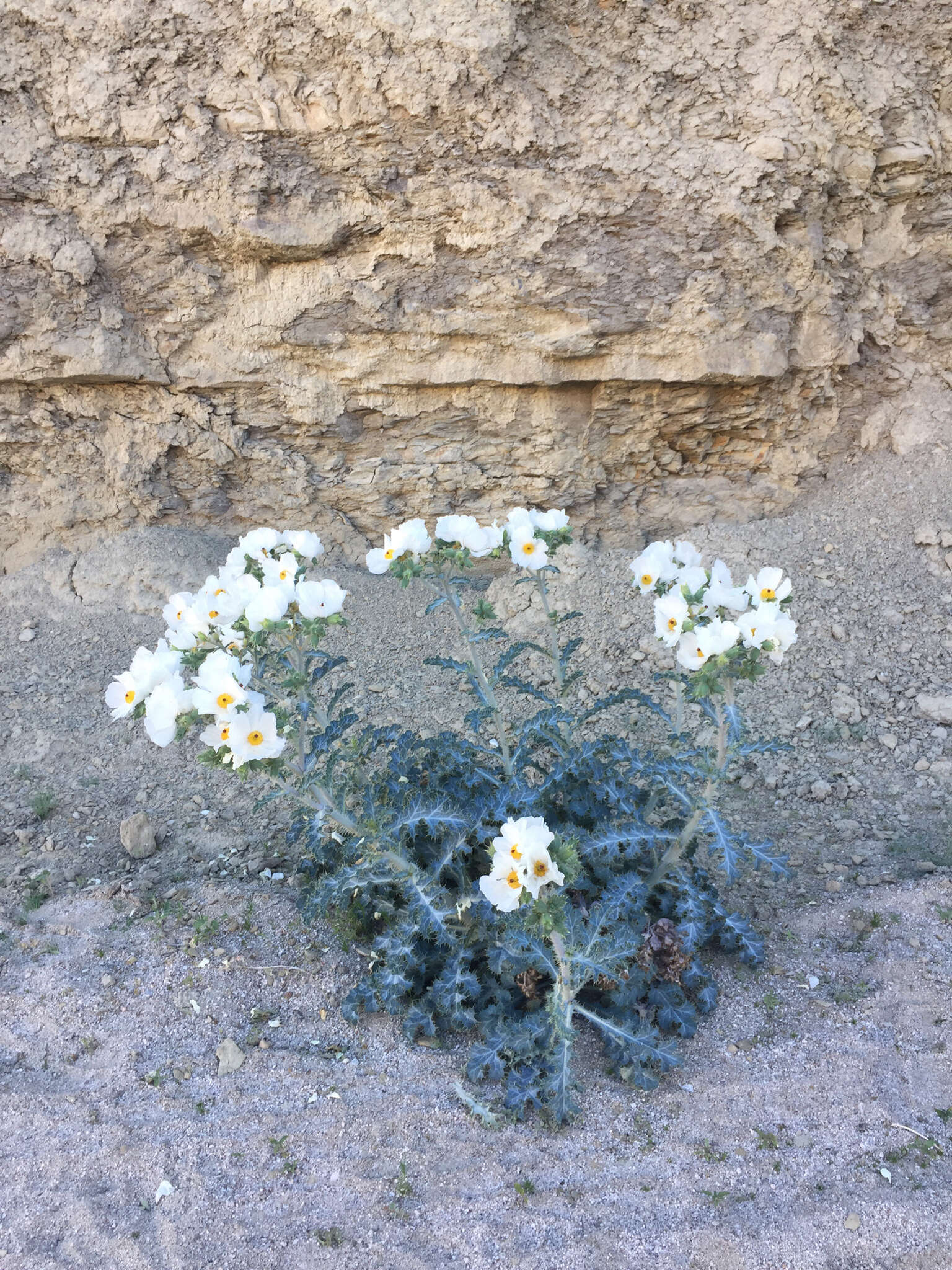 Image of flatbud pricklypoppy