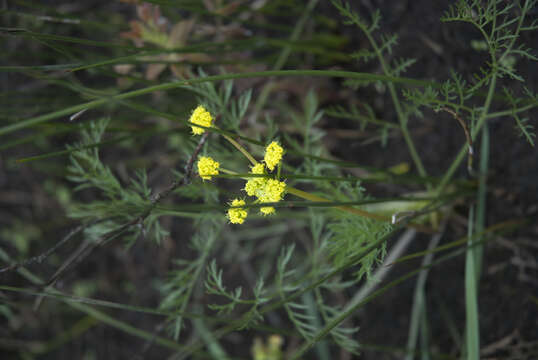 Image of Bradshaw's desert-parsley