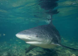 Image of Bull Shark