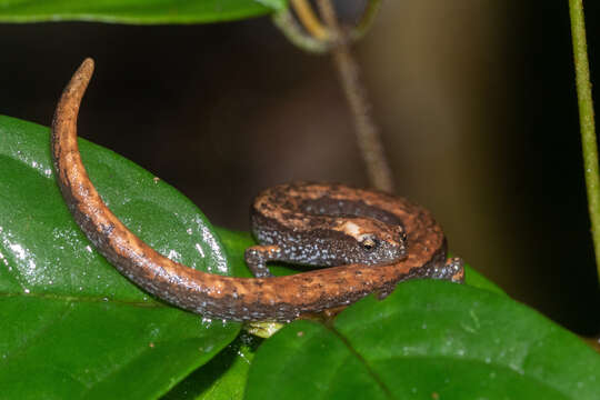 Image of Savage’s Worm Salamander