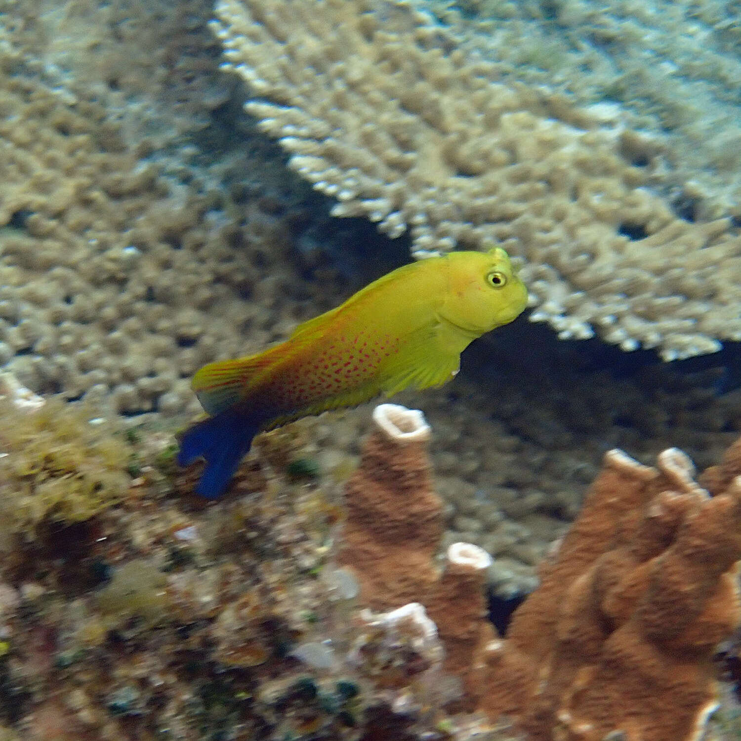 Image of Lady Musgrave blenny