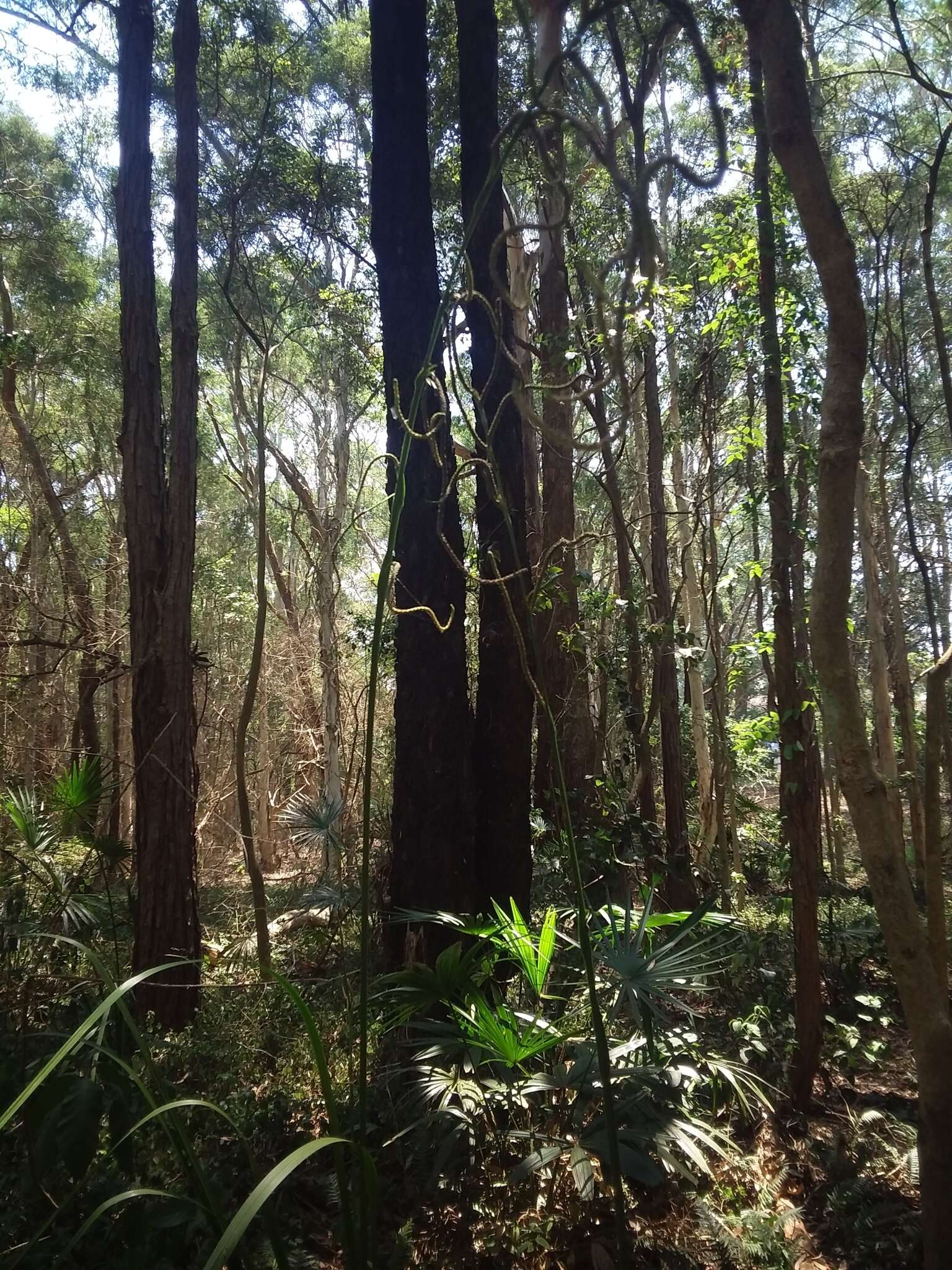 Image de Gymnostachys