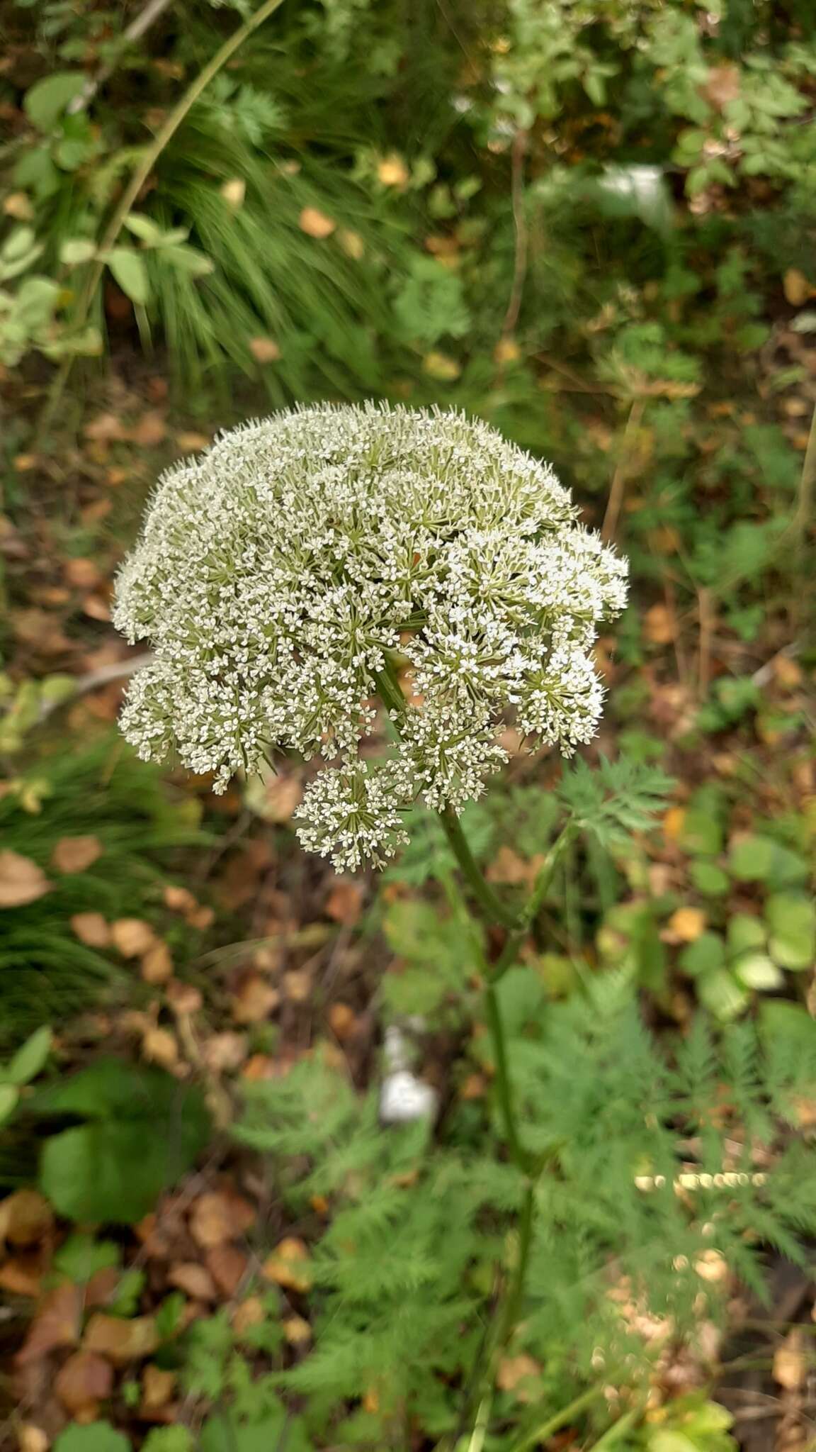 Слика од Seseli condensatum (L.) Rchb. fil.