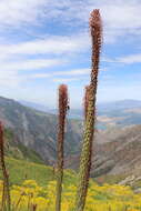 Image of Eremurus regelii Vved.